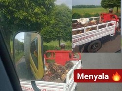 Viral Motor Roda Tiga Kopdes Merah Putih di Musi Rawas Angkut Sawit