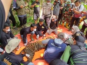 Mangsa Ternak Milik Warga, Harimau Sumatera Dievakuasi BKSDA Sumbar