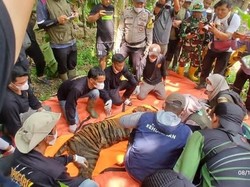 Mangsa Ternak Milik Warga, Harimau Sumatera Dievakuasi BKSDA Sumbar