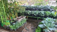 Melihat Hijaunya Kebun Sayur Organik di Area Kalen Baciro Jogja
