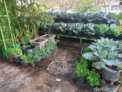 Melihat Hijaunya Kebun Sayur Organik di Area Kalen Baciro Jogja