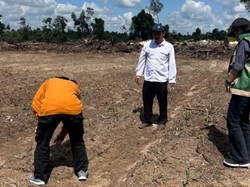 Lahan Kering Akibat El Nino, Petani Jagung Kobar Gagal Panen-Rugi Ratusan Juta