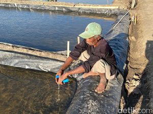 Cerita Petambak Garam Cirebon Bertahan Hidup di Lahan Sisa Abrasi
