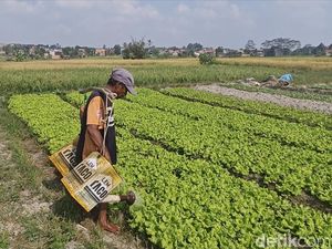 Petani Lampung Selatan Tinggalkan Padi, Kini Tanam Sawi-Pakcoy Saat Kemarau