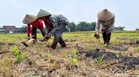 Lahan Pertanian Gresik Hadapi Ancaman Kekeringan