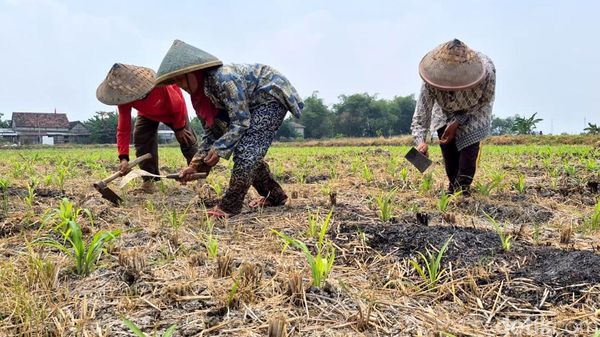 Lahan Pertanian Gresik Hadapi Ancaman Kekeringan