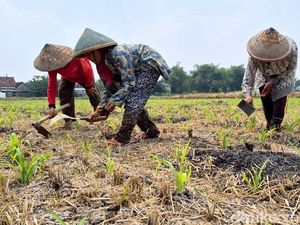 Lahan Pertanian Gresik Hadapi Ancaman Kekeringan