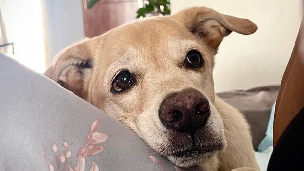 Foto John Wick Anjing Labrador Mati Diracun di Bantul