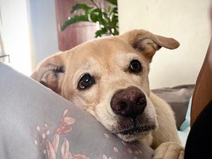 Foto John Wick Anjing Labrador Mati Diracun di Bantul