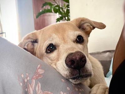 Foto John Wick Anjing Labrador Mati Diracun di Bantul