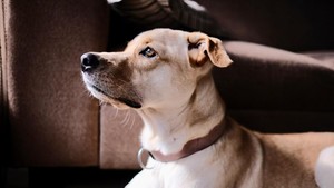 Begini Bunyi Sumpah Kemarahan Pemilik John Wick Anjing Bantul Mati Diracun
