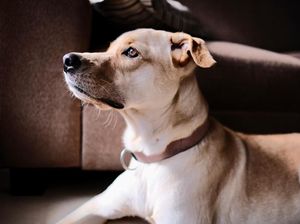 Begini Bunyi Sumpah Kemarahan Pemilik John Wick Anjing Bantul Mati Diracun