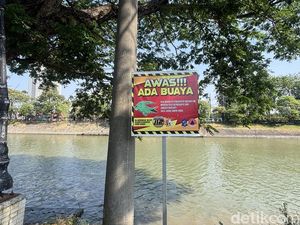 Wanti-wanti BPBD Surabaya Usai Heboh Buaya Muncul di Sungai Jagir