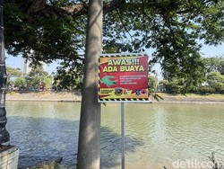 Wanti-wanti BPBD Surabaya Usai Heboh Buaya Muncul di Sungai Jagir