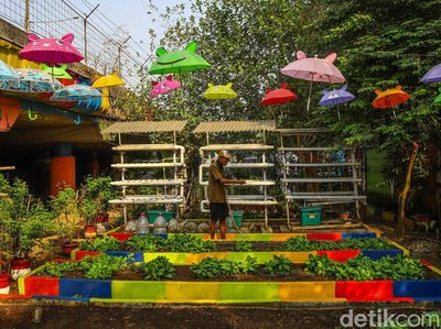 Kebun Sayur di Kolong Tol, Cara Warga Tanjung Priok Manfaatkan Ruang Terbatas