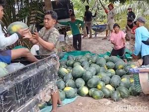 El Nino Bawa Berkah Bagi Petani Semangka Kobar, Potensi Omzet Rp 16,5 Miliar
