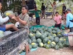 El Nino Bawa Berkah Bagi Petani Semangka Kobar, Potensi Omzet Rp 16,5 Miliar