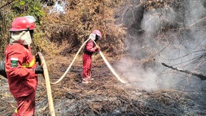 Hutan Gambut di Bram Itam Tanjabbar Terbakar, Akses Sulit Ditembus