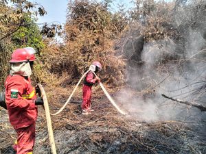 Hutan Gambut di Bram Itam Tanjabbar Terbakar, Akses Sulit Ditembus