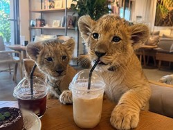 Turis Digigit Anak Singa di Kafe, Berakhir Vaksin Rabies Sendiri