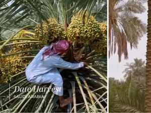 Panen Kurma di Arab Saudi, Petani Manjat Pohon Demi Ambil Buah