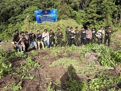 BNN Musnahkan 12 Hektare Ladang Ganja di Aceh, Total 30 Ribu Batang Pohon