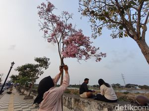 Cantiknya Jalan Madukoro Semarang Berhias Tabebuya