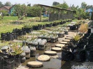 Penampakan Nanas Ditanam Dalam Galon Bekas di Margoluwih Sleman