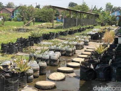 Penampakan Nanas Ditanam Dalam Galon Bekas di Margoluwih Sleman