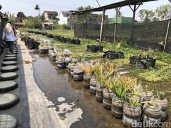 Cuan! Warga Margoluwih Sleman Ramai-ramai Jadi Petani Nanas Pakai Galon Bekas