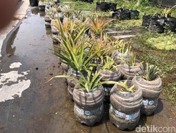 Petani Sleman Bagikan Tips Tanam Nanas Jumbo Pakai Galon Bekas