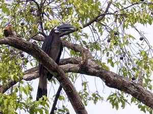Burung Enggang Klihingan, Pemilik Jambul Lebat dengan Keluarga yang Setia