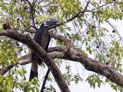 Burung Enggang Klihingan, Pemilik Jambul Lebat dengan Keluarga yang Setia