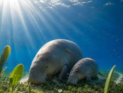 Dugong Berkaki Jadi Juara Lomba Gambar Seni AI, Netizen Protes