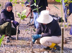 Komunitas di Tarakan Buktikan Cinta Alam Lewat Tanam Mangrove