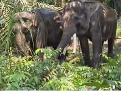 2 Gajah dari Gembira Loka Dipindah ke Tabang Zoo Kaltim, Ini Alasannya
