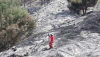 Hitung-hitungan Kerugian Kebakaran Hutan yang Hanguskan Bromo