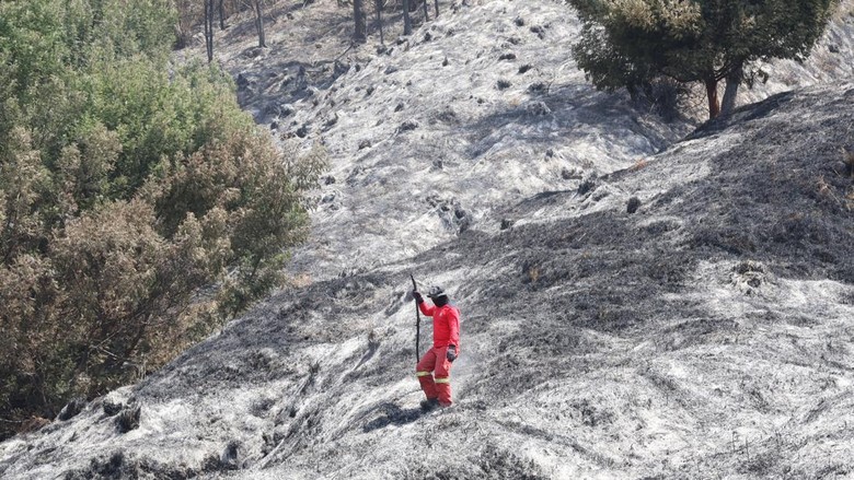 Hitung-hitungan Kerugian Kebakaran Hutan yang Hanguskan Bromo