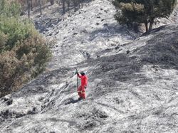 Hitung-hitungan Kerugian Kebakaran Hutan yang Hanguskan Bromo