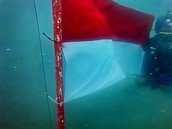 Komunitas Penyu Kibarkan Bendera Merah Putih di Laut Palabuhanratu