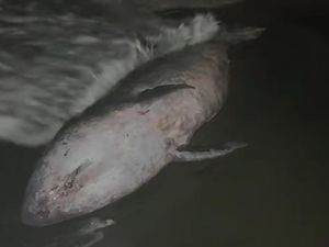 Paus Sperma Kerdil Terdampar di Pantai Cemara Jajar Cilacap