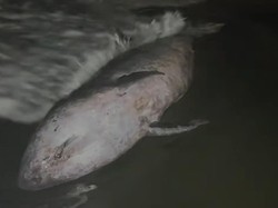 Paus Sperma Kerdil Terdampar di Pantai Cemara Jajar Cilacap