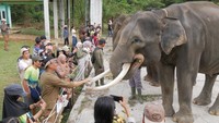 BKSDA Catat Gajah di Bengkulu Tinggal 25-30 Ekor