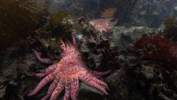 Bintang Laut Langka Justru Dilepas ke Laut, Selamatkan Ekosistem Hewan Nyaris Punah