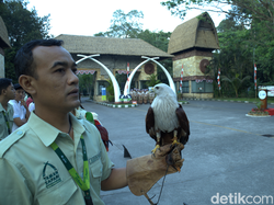 Pertama Kali, Elang Bondol Ikut Upacara 17 Agustus di Taman Safari Bali