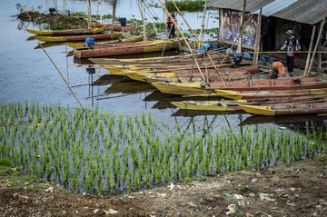 Saat Air Rawa Pening Surut, Warga Manfaatkan Lahan untuk Tanam Padi