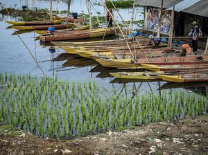 Saat Air Rawa Pening Surut, Warga Manfaatkan Lahan untuk Tanam Padi