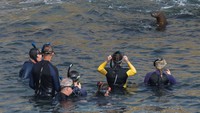 Berburu Momen Bersama Singa Laut di Teluk La Jolla