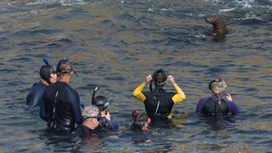 Berburu Momen Bersama Singa Laut di Teluk La Jolla