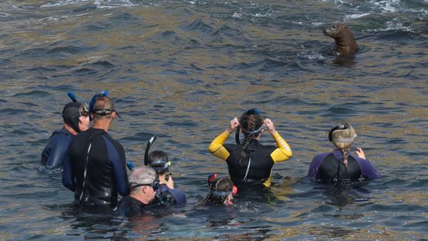 Berburu Momen Bersama Singa Laut di Teluk La Jolla